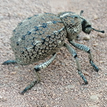 Brachycerus species